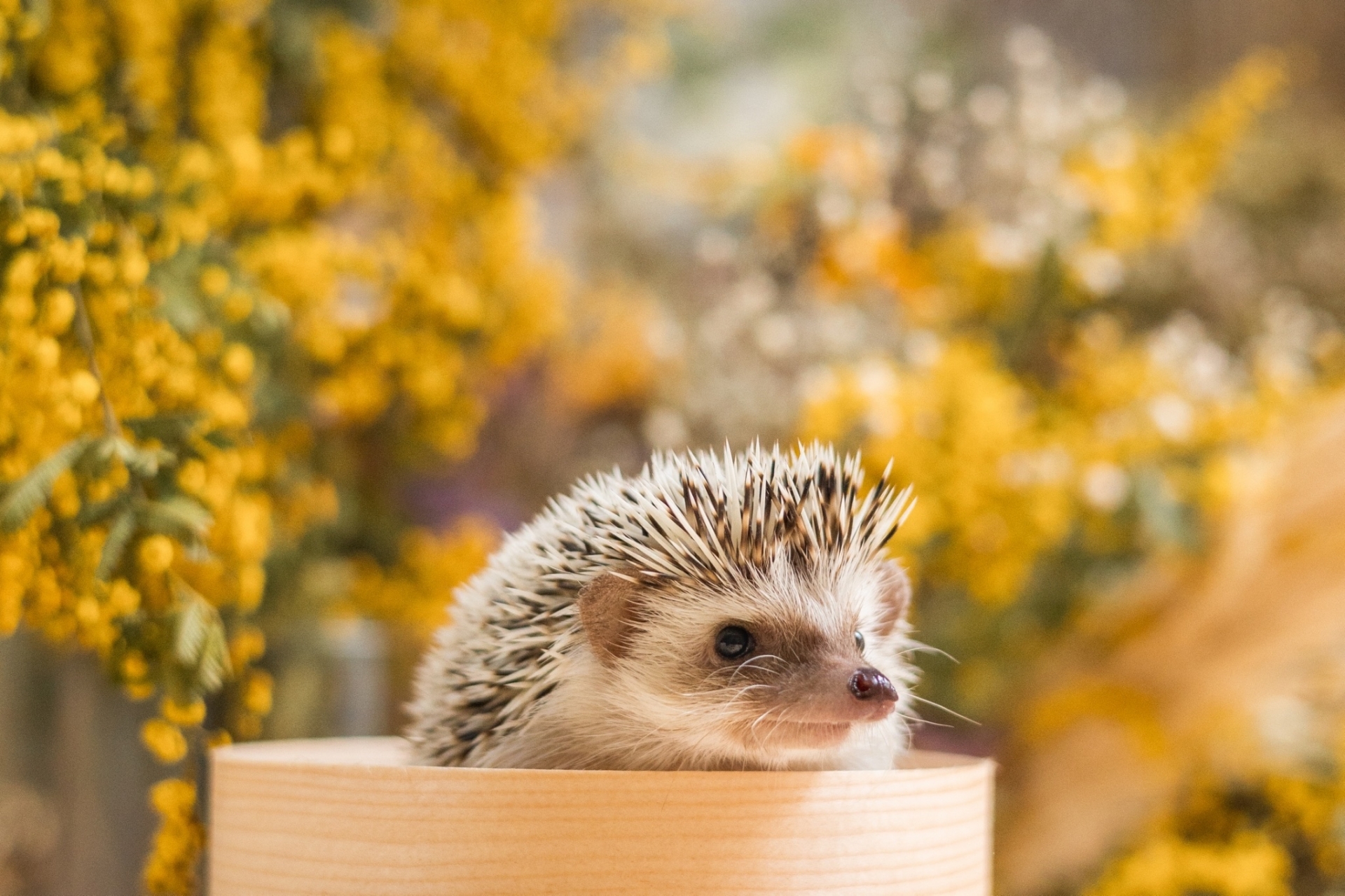 昭島緑町鍼灸院 新年のご挨拶